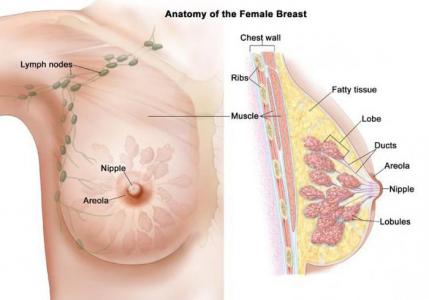 Большой ореол сосков: причины появления и способы уменьшения Как правильно ухаживать за грудью