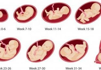 Определение сроков беременности по узи